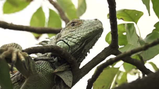 Green iguana in tree — Stock Video