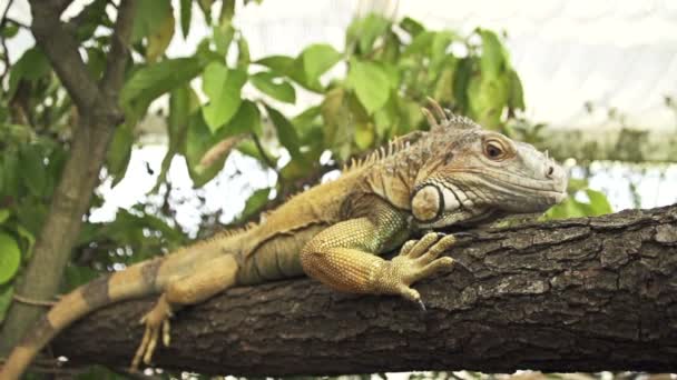 Zielona iguana na gałęzi drzewa — Wideo stockowe