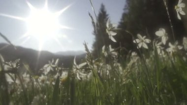 Nergis güneşli sabah sahada