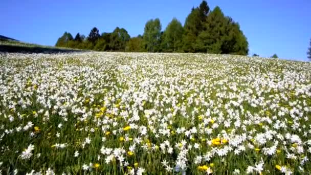 Pradera de narcisos — Vídeos de Stock