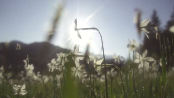 Narcissen bloemen in de ochtendzon — Stockvideo