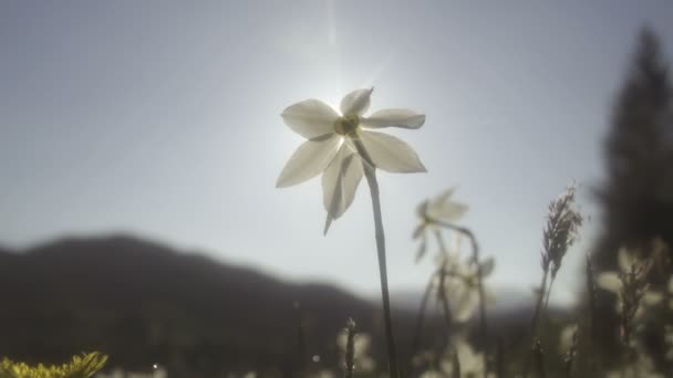 花弁を通して輝く太陽 — ストック動画