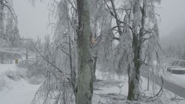 冻死的冬季森林 — 图库视频影像