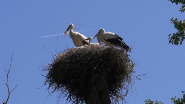 Гнездо белого аиста — стоковое видео