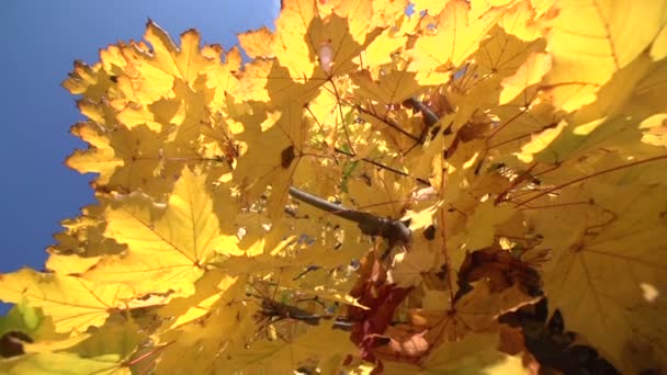 Maple δέντρο το φθινόπωρο — Αρχείο Βίντεο