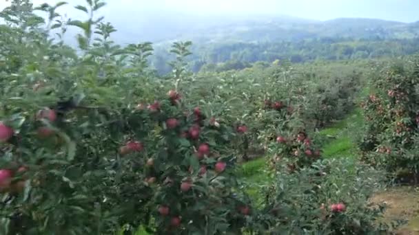 Яблуневий сад — стокове відео