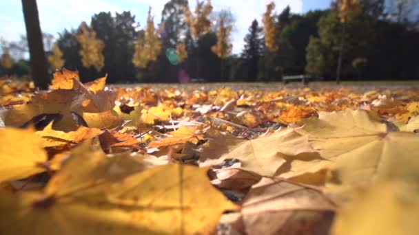 Falling Maple tree leaves — Stock Video