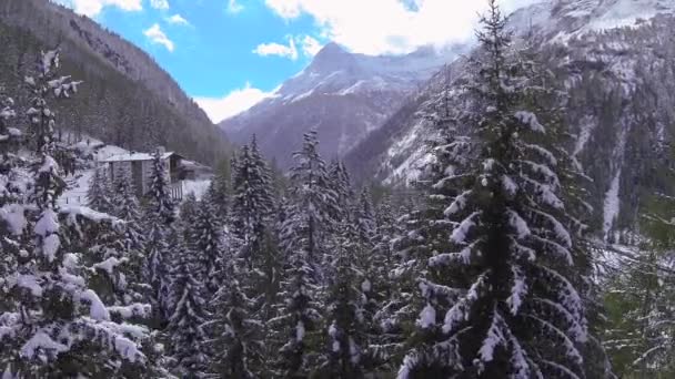 Abetos nevados — Vídeo de Stock