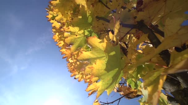 Ahornboom in de herfst — Stockvideo