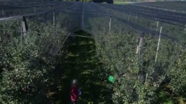 orchard işçi