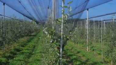 Ağlı meyve bahçesi