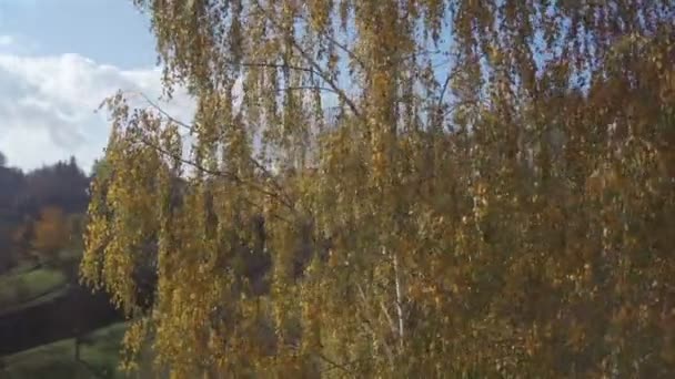 Осеннее дерево над туманной долиной — стоковое видео
