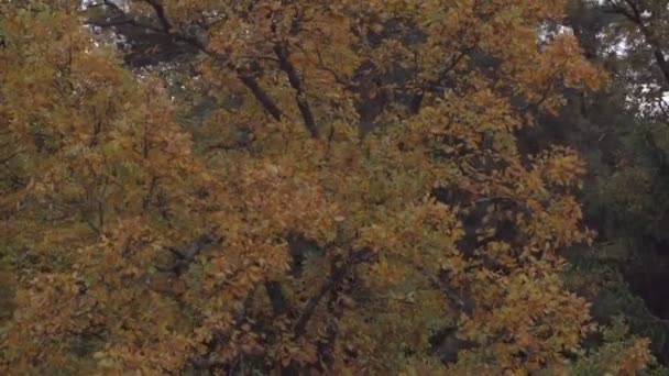 forêt d'automne