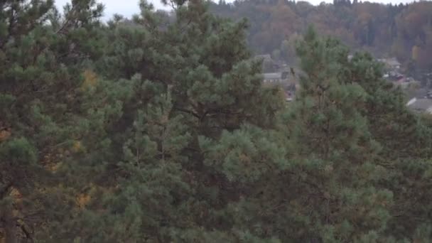 forêt d'automne
