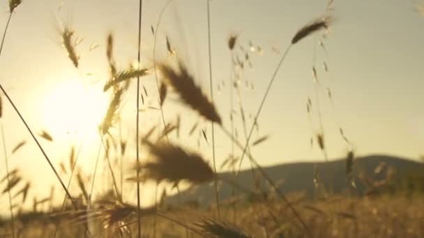 Hojas de trigo al sol — Vídeo de stock