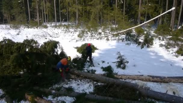 Cutting down a tree — Stock Video