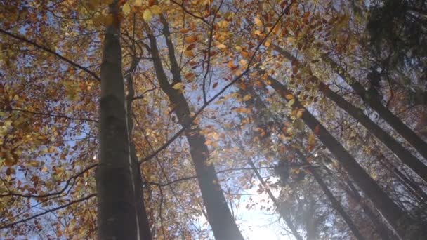 Солнечный луч в осеннем лесу — стоковое видео