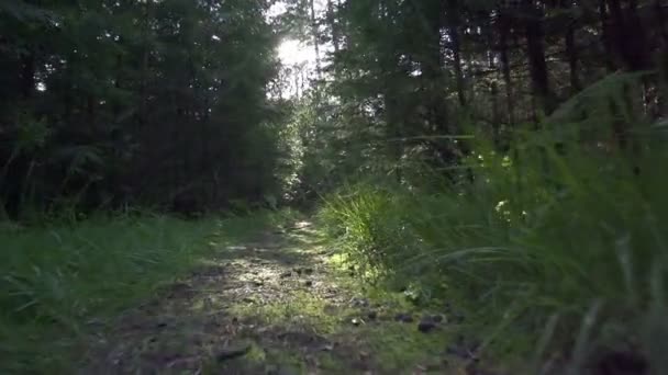 Moviéndose a lo largo del camino forestal — Vídeo de stock