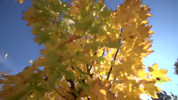 Κουνώντας το δέντρο σφενδάμνου φθινόπωρο — Αρχείο Βίντεο