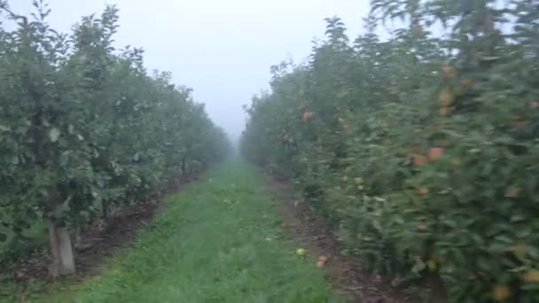 Яблочный сад — стоковое видео