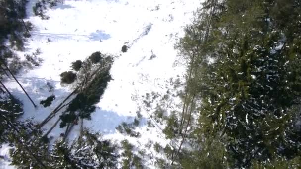 Πεσμένα ελάτης στο δάσος — Αρχείο Βίντεο