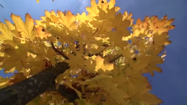 Kvinna kasta löv — Stock video