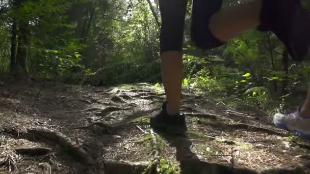 Couple jogging through forest — Stock Video