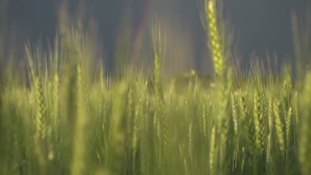 Gökkuşağının üstünde buğday alanı — Stok video