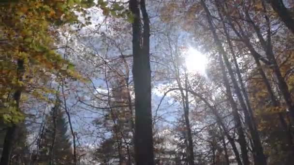 Солнце в лесу — стоковое видео