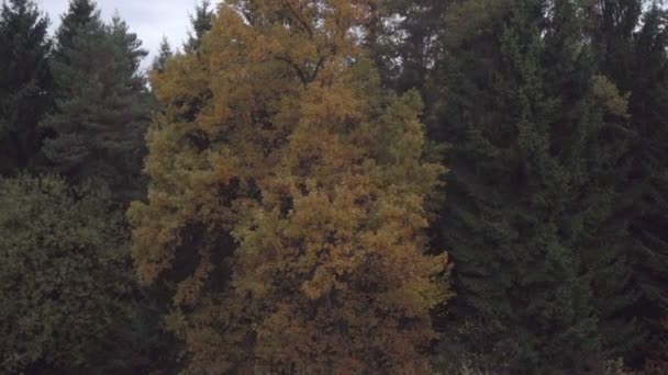 Bosque de otoño — Vídeo de stock