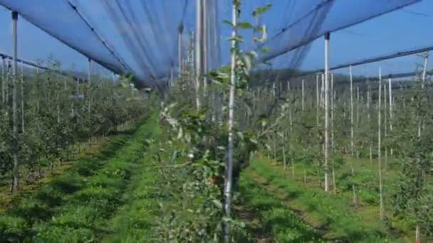 Obstgarten mit Netz — Stockvideo