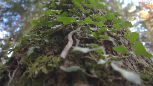 tronc d'arbre recouvert de lierre 