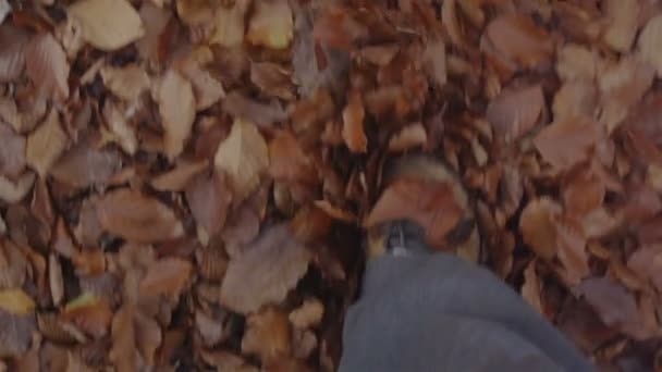 Walking on dry leaves — Stock Video