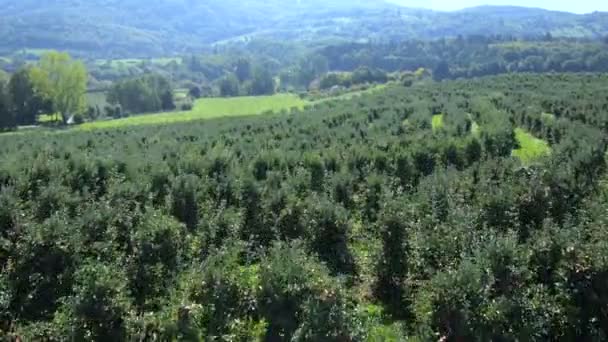 Яблочный сад — стоковое видео