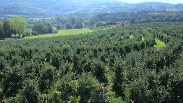 Huerto de manzana — Vídeos de Stock