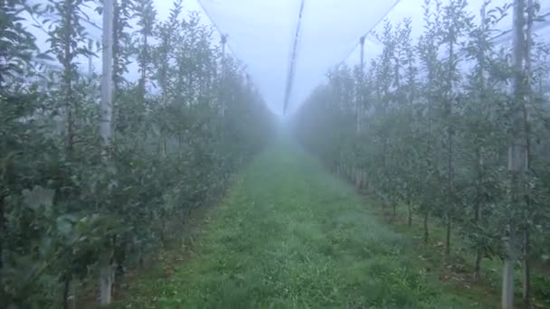 Fruktträdgård med nät — Stockvideo