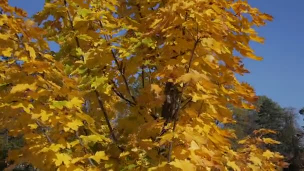 Sonbaharda akçaağaç ağacın etrafında — Stok video