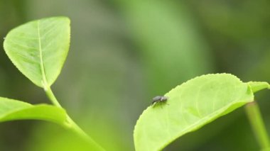 böcek havaya uçuyor.