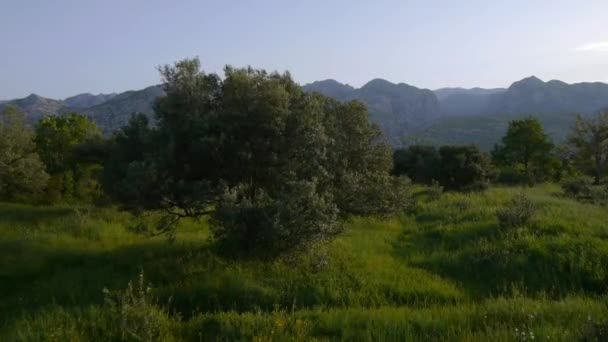 Cime des arbres vers les montagnes — Αρχείο Βίντεο