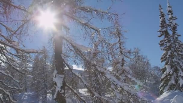 Árboles nevados — Vídeo de stock