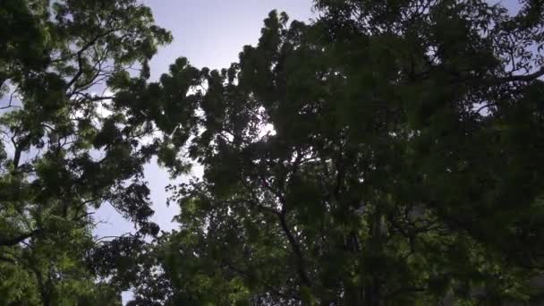 나뭇잎을 통해 태양 — 비디오