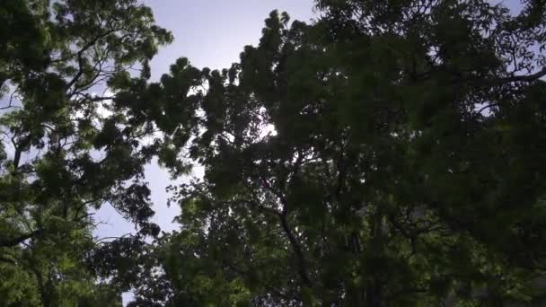 Soleil à travers les feuilles 