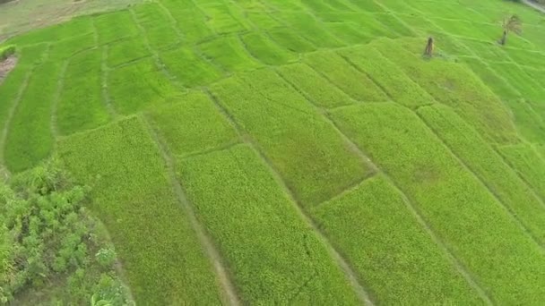 Campos em Sri Lanka — Vídeo de Stock