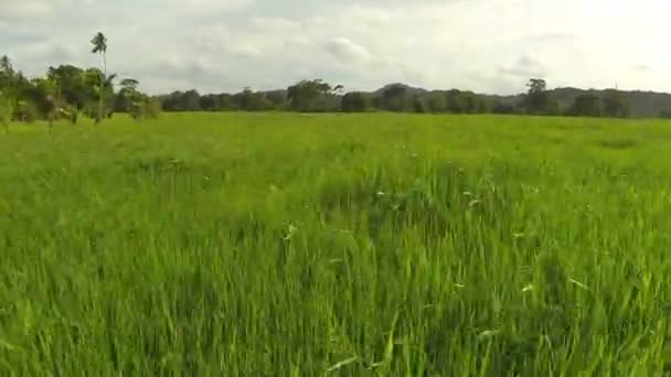 Campos en Sri Lanka — Vídeos de Stock