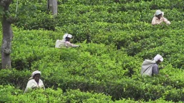 Cosechando arbusto de té — Vídeos de Stock