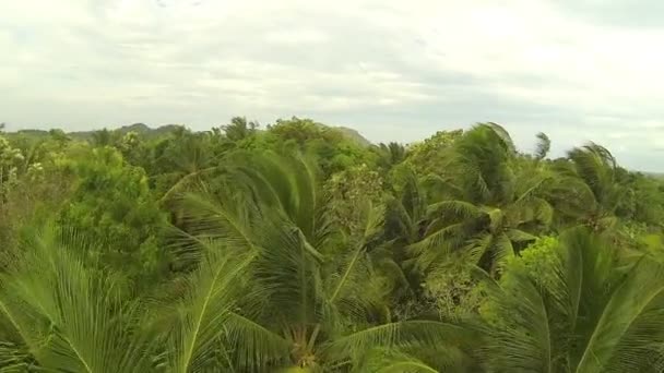 Campos en Sri Lanka — Vídeos de Stock