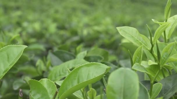 Чайная плантация — стоковое видео