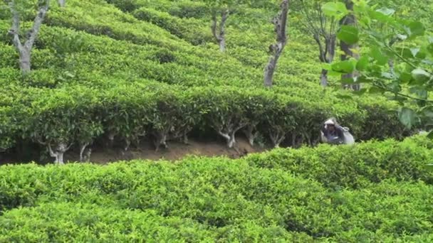 Reciclador de té — Vídeos de Stock