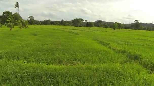 Fields in Sri Lanka — Stock Video