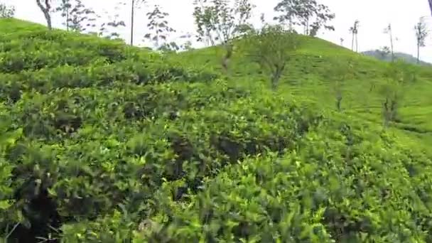 Tea plantage — Stock Video